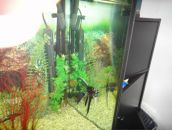 Фотография Alish Roma