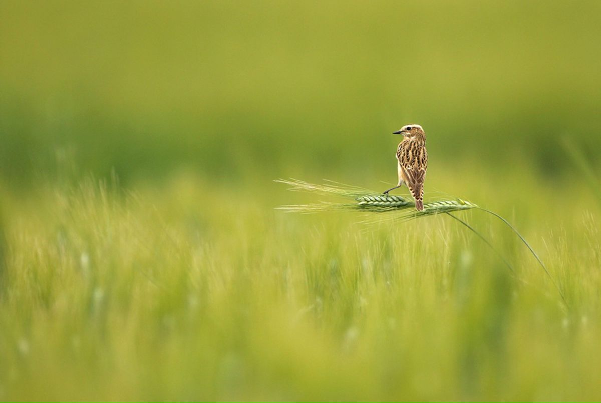 Денис Корнев фотография #27