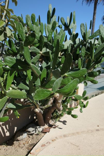 Джейн Эйр фото №19