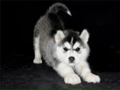 Фотография Павловского Стаса