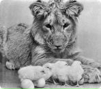 Фотография Muzychuk Vera