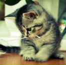 Діана Дячук фотография #8 (источник - https://vk.com/id162714220)