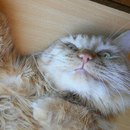 Фотография Позняка Вадима