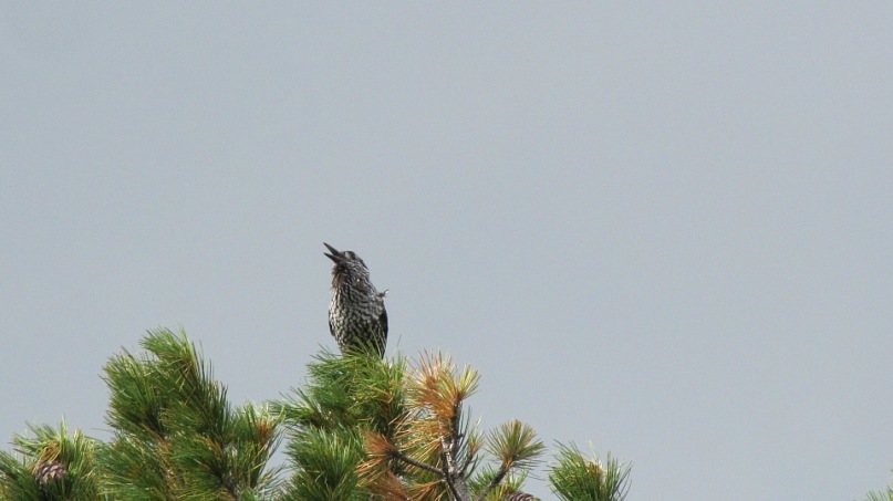 Игорь Скробан фотография #39