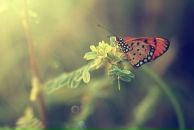 Фотография Коркодинова Максима