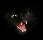 Фотография Робовой Ирины