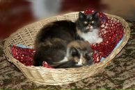 Фотография Звонковой Светланы