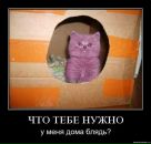 Фотография Денис Татаринов