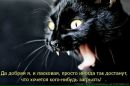 Фотография Черныш Анюты