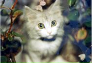 Фотография Veselova Viktoriya