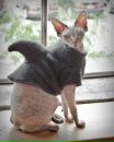 Котэ !!! фотография #17 (источник - https://vk.com/id145725628)