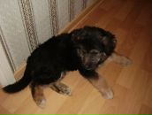 Фотография Королева Константина