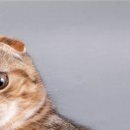 Антон Коваль фотография #49 (источник - https://vk.com/id152000495)