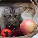 Карилл Чаленко фотография #1