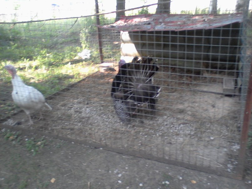 Виктор Крутиков фотография #46