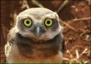 Фотография Совы Евгения