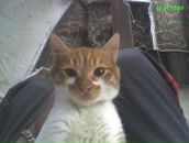 Yusuf Demirkiran фотография #16 (источник - https://vk.com/id2572412)