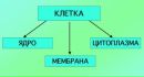 Фотография Цитос Сьюи