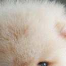 Надя Бабійчук фотография #16 (источник - https://vk.com/id147804112)