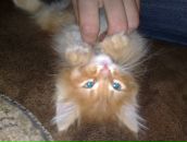 Андрій Радиш фотография #13 (источник - https://vk.com/id72326928)