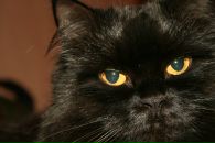 Фотография Чиркова Дениса