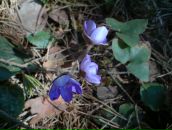 Sir Samoseiko фотография #36 (источник - https://vk.com/id11937889)