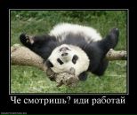 Фотография Шишминцева Александра