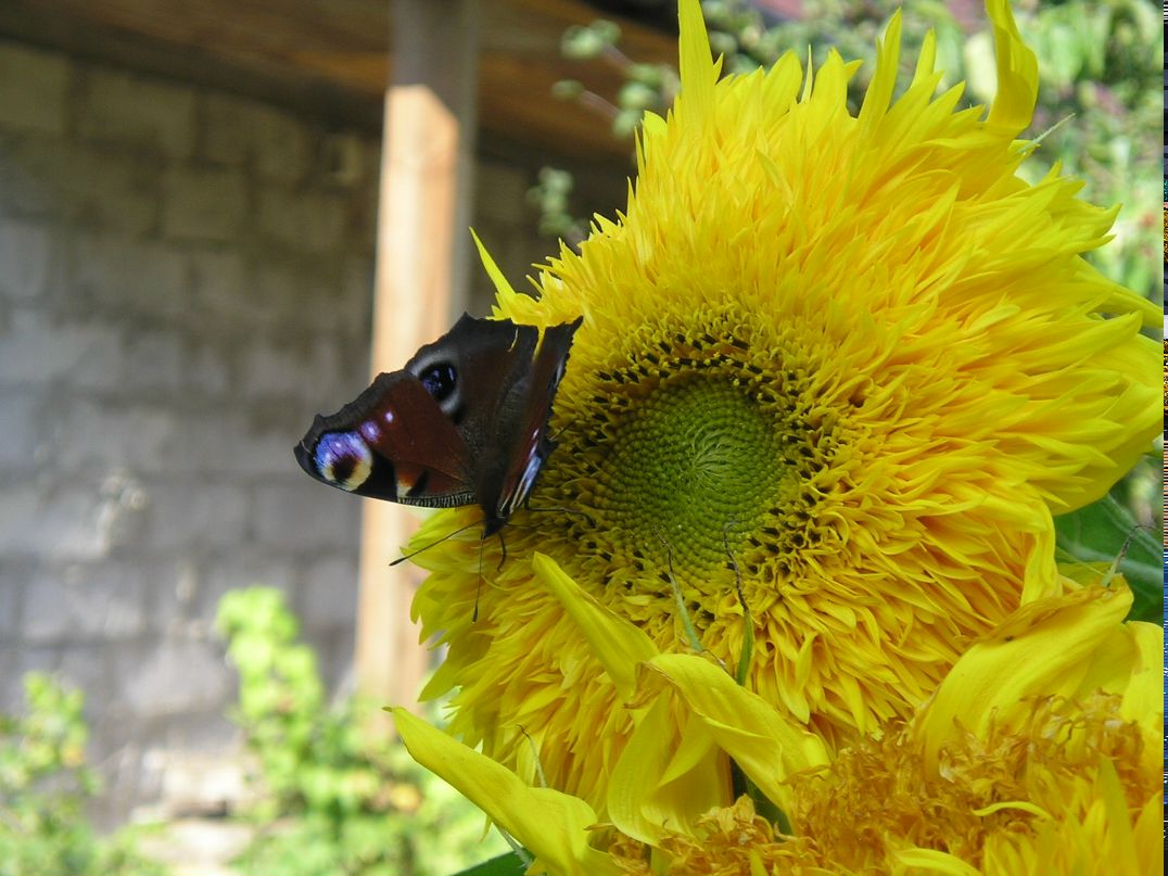 Евгений Швец фотография #6