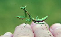 Фотография Гончаровой Наташи