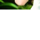 Настік Швидко фотография #18 (источник - https://vk.com/id154502287)