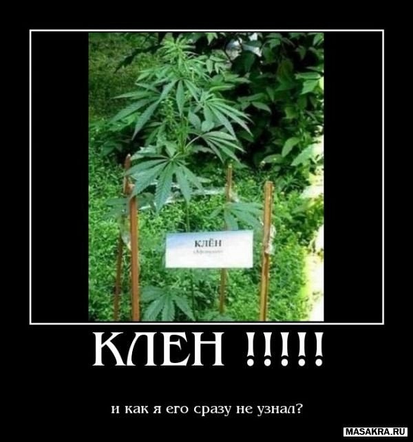 Дмитрий Гончаров фотография #21