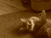 Дімон Білоус фотография #21 (источник - https://vk.com/id108705339)