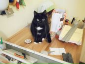 Фотография Шифман Полины