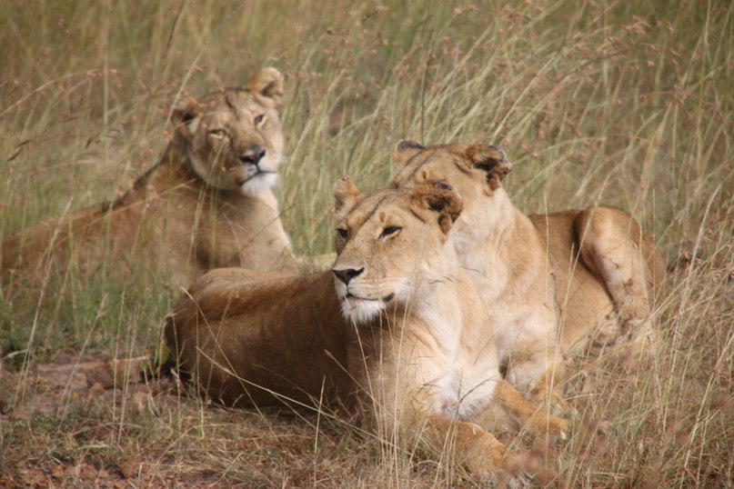 Oguz Saka фотография #29