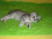 Алла Келтуитор фотография #28 (источник - https://vk.com/id54570845)