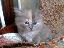 Тимур Тимур фотография #2 (источник - https://vk.com/id1875936)