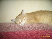 Фотография Модебадзе Изабеллы