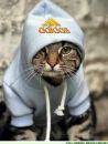 Ростік Волиниць фотография #1