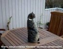 Віслюк Гнилий фотография #1