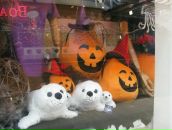 Фотография Dom Anastasia