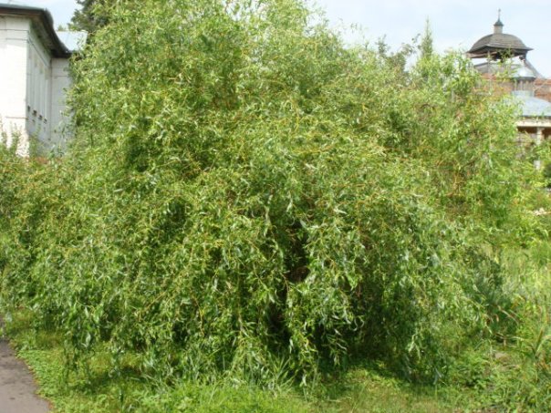  фото №16