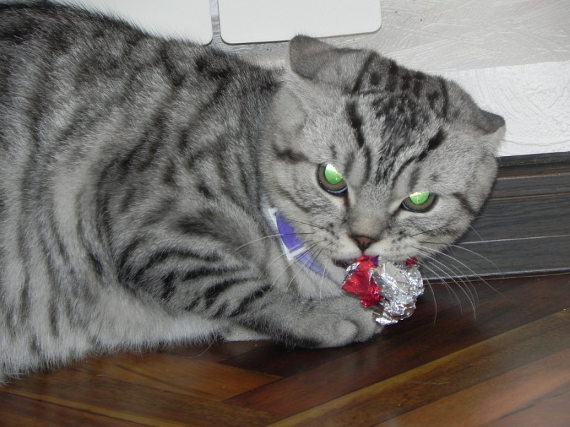 Elony Devilscharm фотография #33