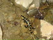 Тарас Кіндій фотография #28 (источник - https://vk.com/id18097609)