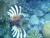 Tomasz Torzewicz фотография #30 (источник - https://vk.com/id44489758)