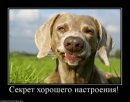 Collo Bot фотография #23 (источник - https://vk.com/id3856759)