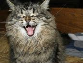 Фотография Несложный Александр