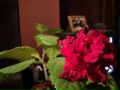 Фотография Ка Галчон