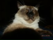 Фотография Лагутина Александра