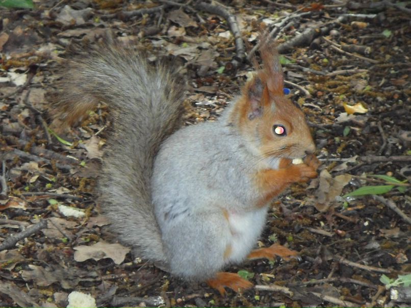 Андрей Бодеристов фотография #46