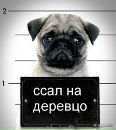 Фотография Левицкого Дениса